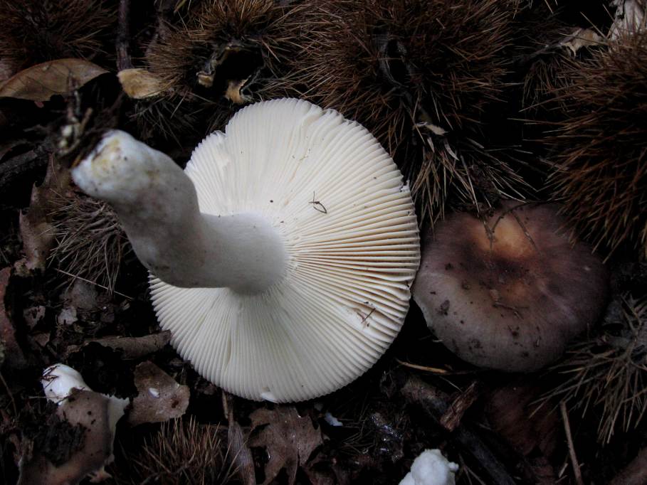 cyanoxantha?